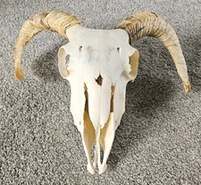 Amazing Sheep Skull taxidermy