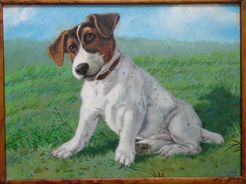 Jack russell terrier - russell,