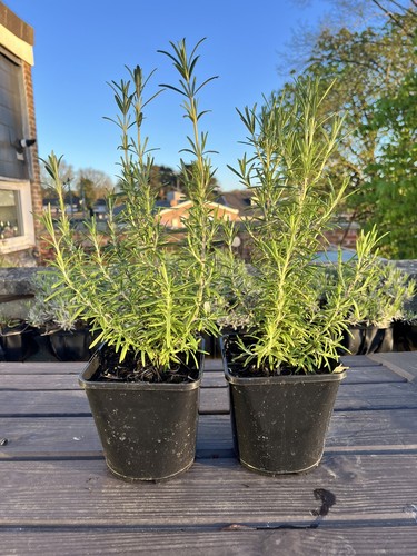 Full hardy rosemary plant - , in