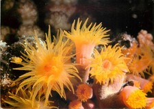 c19188 Sea Anemone Great Barrier Reef Queensland Australia  postcard