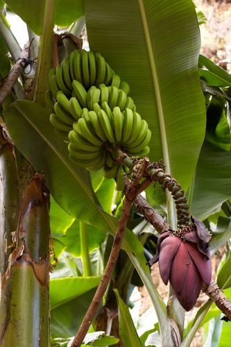 Musa acuminata cavendish - acuminata,