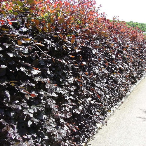 Copper beech 3ft purple - beech, 2-3ft