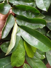 Natural DRIED SOURSOP Leaves