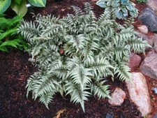 Athyrium niponicum