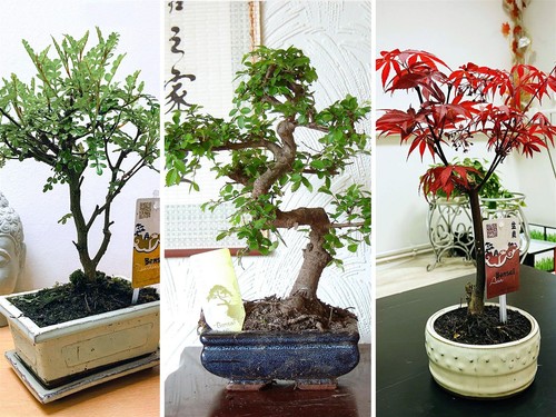Traditional forest bonsai tree - forest,
