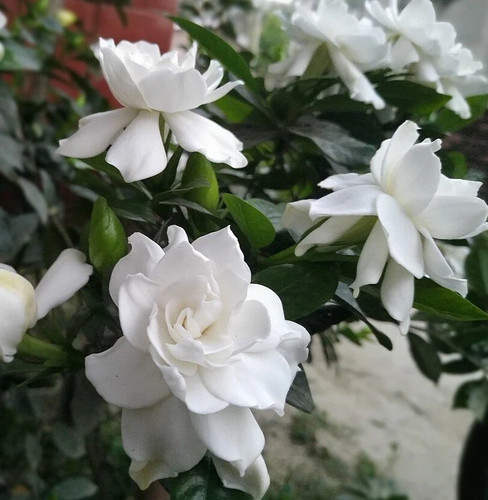 Gardenia jasminoides cape - jasminoides,