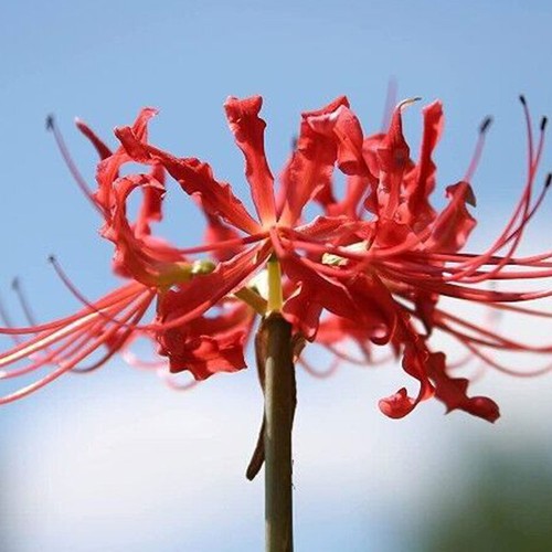 Red spider lily seeds - red,