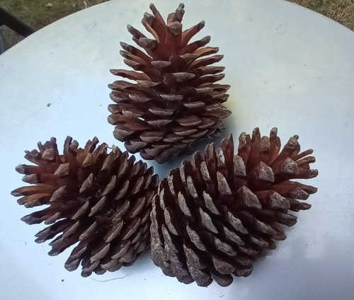 Very large 6 inch - very,
