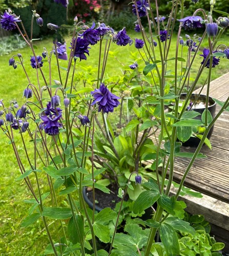 Aquilegia blue barlow - aquilegia, double