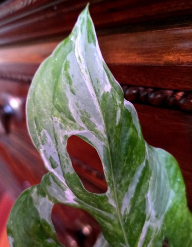 Rare monstera adansonii - xl,