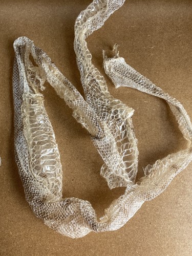 Snake skin witchcraft - skin,