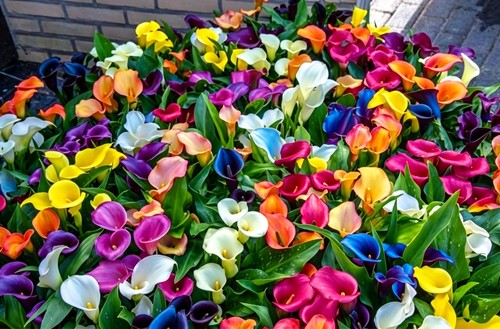 Mix calla lily seeds - mix,