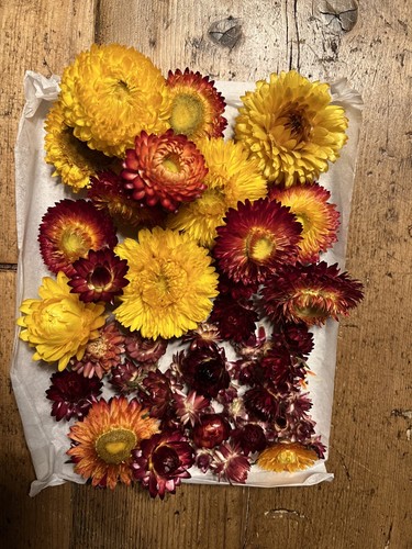 Helicrysum - , (straw