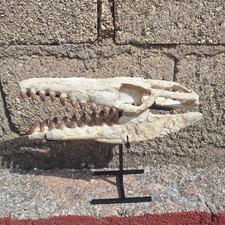 Authentic Juvenile Mosasaur