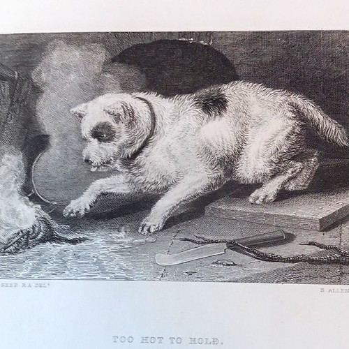 Too hot hold - hold”, dog