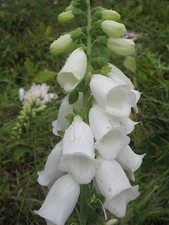 DIGITALIS FOXGLOVE ALBA WHITE 0.8 GRAM APPROX 8000 SEEDS PERENNIAL FLOWER