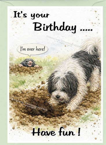 Tibetan terrier dog - dog, birthday