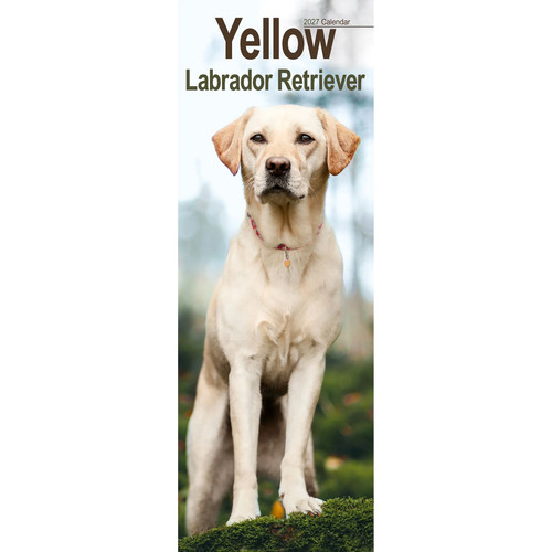 Yellow labrador slim 2027 - labrador,