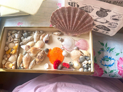 Large conch shell - conch, &