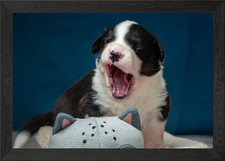 Welsh Corgi Cardigan Framed