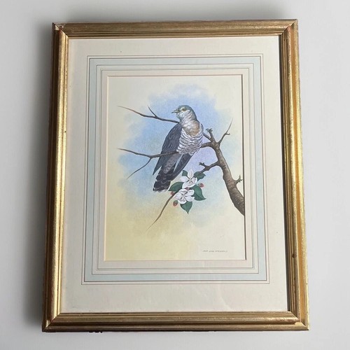 Cuckoo original bird - cuckoo-original,
