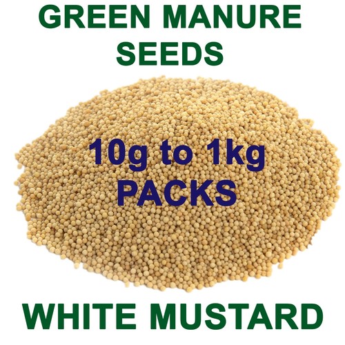 Green manure white mustard - green,