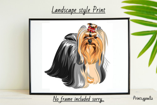 Yorkshire terrier picture - yorkshire,
