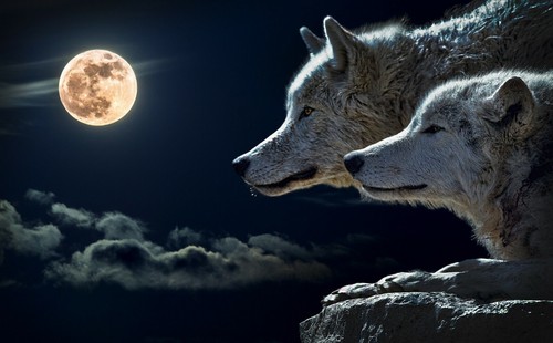 Wolf moon night - 3d, wall