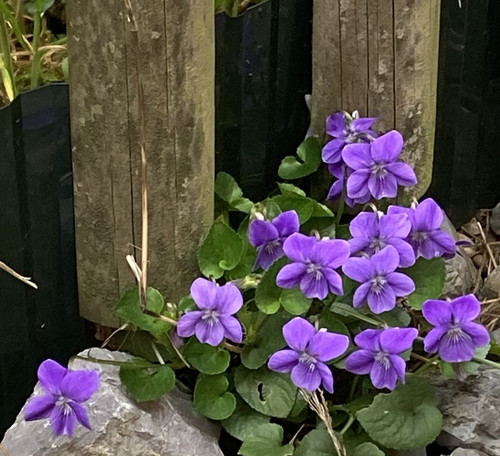 Wild sweet violet hardy - 3,