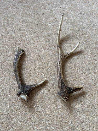 Small sample antler horn - antler,