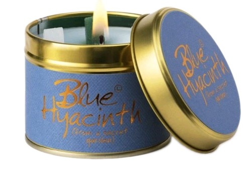 Lily flame festive - lily, blue