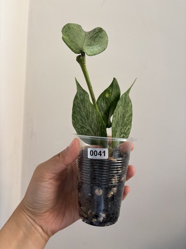 Hoya polyneura broget silver - hoya, (