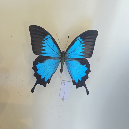 Papilio ulysses set specimen - set,