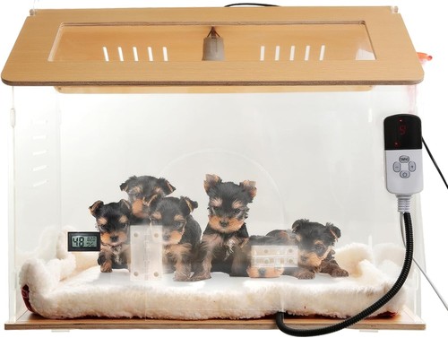 Intelligence pet house kitten - pet,