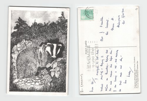 Postcard badger illustration - badger,