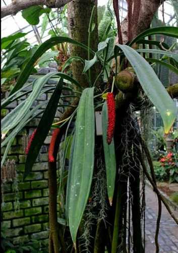 Young anthurium bakeri - young,