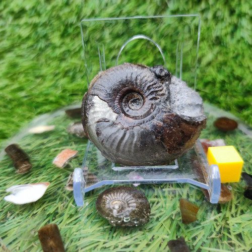 Eleganticeras ammonite fossil