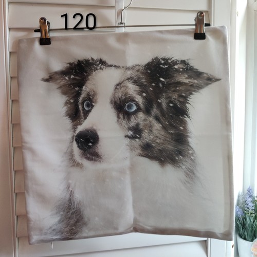 Australian shepherd dog peachy