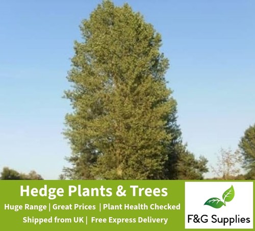 Native poplar populus nigra - populus,