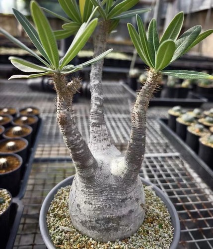 5cm pachypodium ssp - 9.5cm,