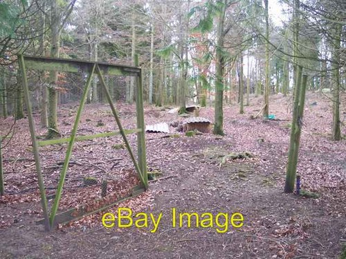 Photo 6x4 pheasant rearing - 6x4,