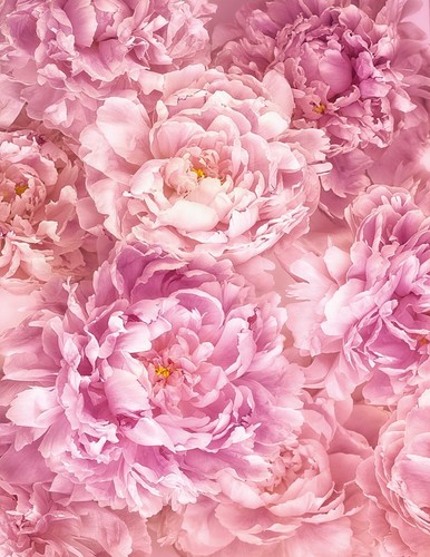 Wallpaper mural floral purple - wallpaper,