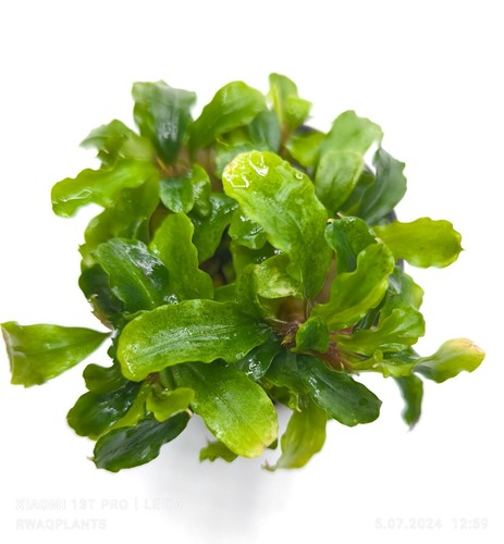 Bucephalandra sintang - bucephalandra,