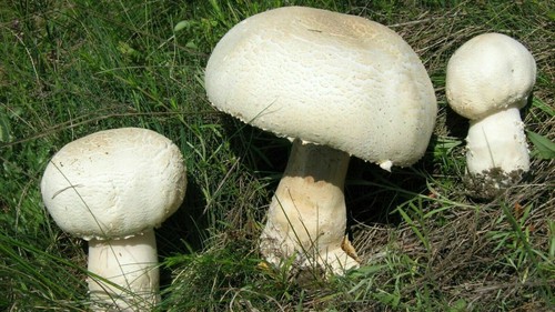 Seeds mushroom giant - x,