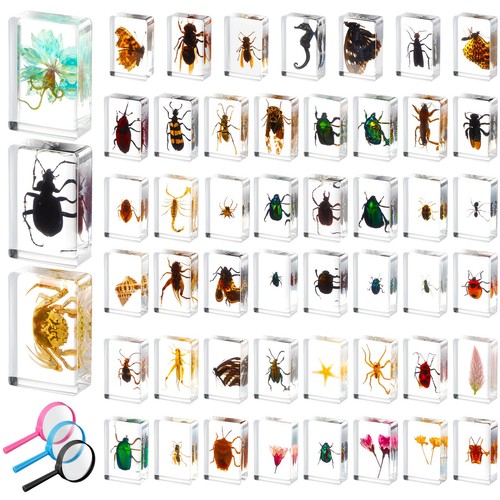 Pcs insect resin - insect,