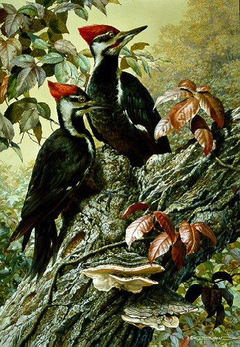 Carl brenders forest - carl,