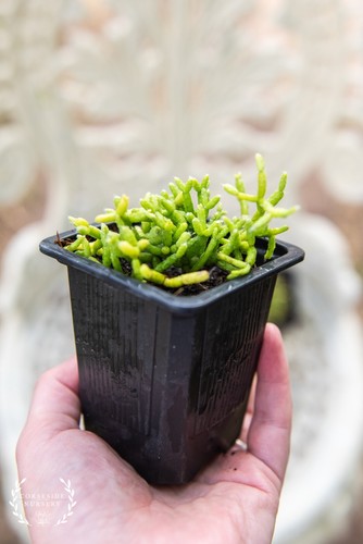 Live plants rhipsalis - plants,