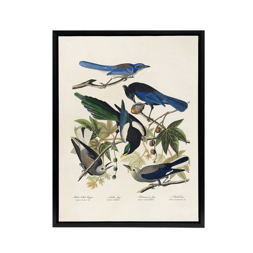 Magpie clarks crow - magpie,