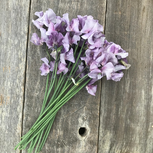 Specialist sweet pea - x,