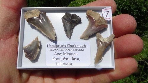 Sellection of hemi shark - #7,,